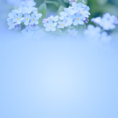 Sticker - Beautiful forget-me-not flowers on light blue background, space for text