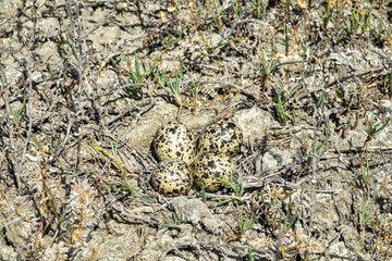 Wall Mural - The Lapwing (Vanellus vanellus) nest is made of alkali grass dry stems. Arid salty steppe with Salsola, flat island. The nest hole is cow's footprint. Seaside lagoon, north of the Black Sea.