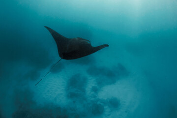 Wall Mural - Manta ray swimming in open ocean. Black manta ray fish swims underwater in the tropical sea