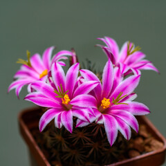 Wall Mural - Mammillaria cactus blooming with large pink and white flowers in a botanical collection