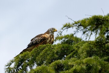 Wall Mural - Majestic red kite perched on a lush green tree branch against a clear sky