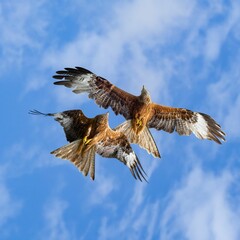 Wall Mural - Low angle shot of two red kites flying in the blue sky with clouds