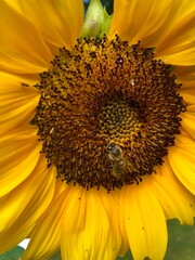 Wall Mural - sunflower with bee