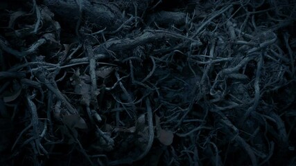 Passing Mass Of Undergrowth Roots