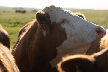 Cows in a field, close-up photo of cattle, livestock, beautiful farm animals