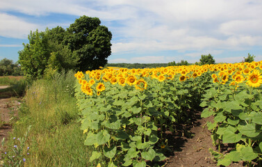 Sticker - Summer landscape with fields