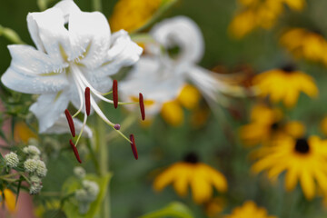 Bee and flowers 2