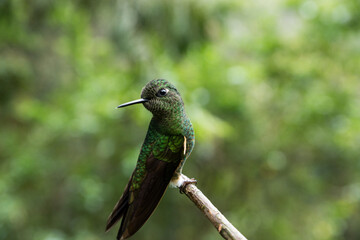 green hummingbird perched on a branch