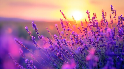 Wall Mural - A field of lavender flowers at sunset.