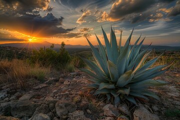 Poster - A large plant is situated on the top of a rocky hillside, suitable for use in landscape or nature-themed designs