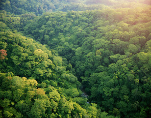 Wall Mural - An aerial view of a winding river cutting through a lush, green forest