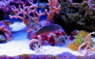 Canvas Print - Ornate Leopard Wrasse - (Macropharyngodon ornatus)