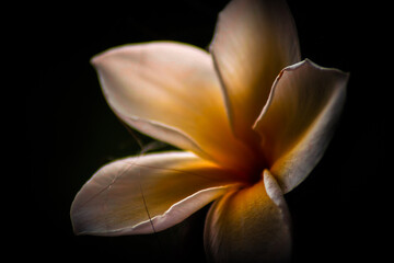 Hawaiian Plumeria