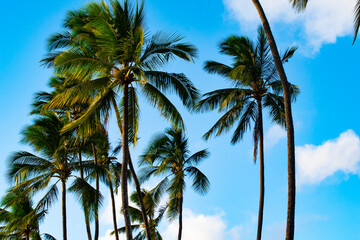 palm trees against blue sky