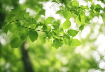 Wall Mural - and nature bokeh background leaf fresh spring leaves summer day green natural