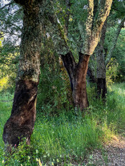 Canvas Print - tree trunk with moss at the camino de santiago, horizontal image