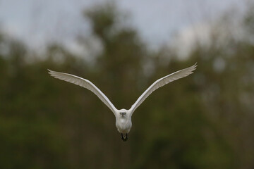 Wall Mural - Beautiful Eastern great egret flying on the swamp.