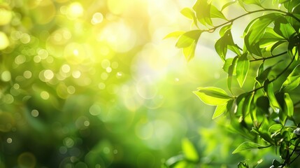 Wall Mural - Sunlit Green Leaves in a Summer Forest