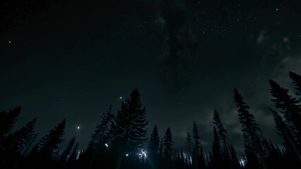 Wall Mural - Video animation of serene night sky with stars shining above a silhouette of pine trees