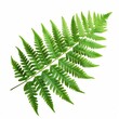 © Sagiam - A single green fern frond isolated on a white background. The frond is delicate and graceful, with a natural and organic feel.