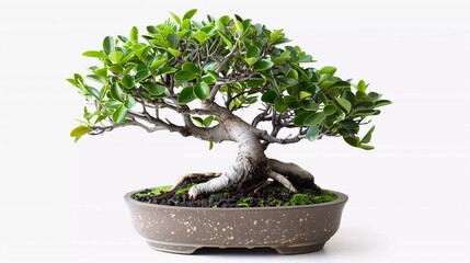 office bonsai ficus ginseng isolated on white background for your design (Ficus retusa) which is very beautiful