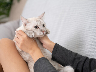 A woman reclining on a couch with her white cat resting on her legs. The setting is relaxed and comfortable