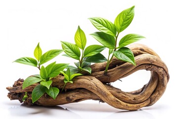 Vibrant green plant grows from a twisted, woody jungle branch, isolated on a pure white background, showcasing nature's resilience and intriguing organic texture.