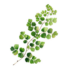 Wall Mural - Watercolor painting, artwork, clipart, a maidenhair fern, a stem, ultra realistic, on textured canvas, white background