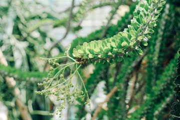 Alluaudia procera plant in the desert close-up