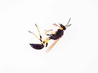 Wall Mural - Black and yellow mud dauber. Thread-waisted Wasp. Sceliphron.