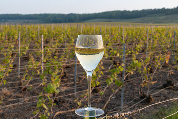 Tasting of grand cru sparkling brut white wine champagne on sunny vineyards of Cote des Blancs in village Cramant, Champagne, France, glass of wine on vineyard