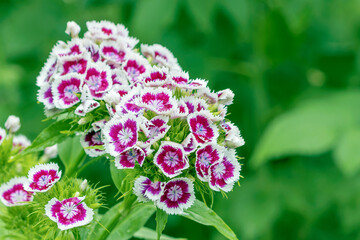 Inflorescence of a flowering biennial plant, Turkish carnation, in a garden plot.