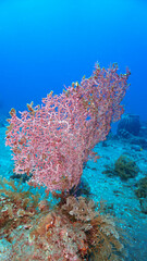 Wall Mural - Underwater photo of beautiful and colorful Gorgonians, sea fan corals. From a scuba dive in Bali, Indonesia, Asia.