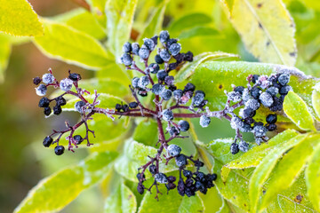 Wall Mural - Frost-covered elderberry berries on a bush on a blurred background