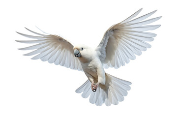 Wall Mural - white bird flying isolated on white