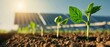 © ธนากร บัวพรหม - Closeup of a holistic approach to soil and energy, showcasing healthy plants and solar panels in a sustainable farming environment