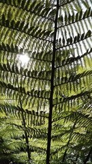 Wall Mural - Sphaeropteris excelsa or Cyathea brownii or Norfolk tree fern or smooth tree fern in the forest vertical video.