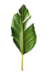 Wall Mural - Banana leaf isolated on transparent background.