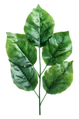 Wall Mural - The bunch green leaf isolated on transparent background.