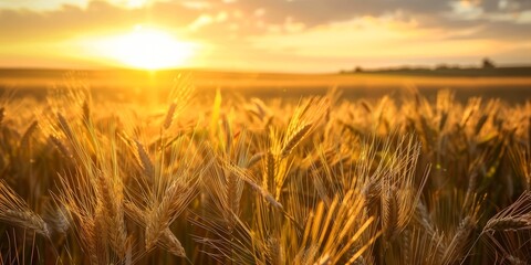 Sticker - wheat on sunset background