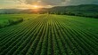 © hanafi 99d - Aerial View of a Lush Green Field at Sunset
