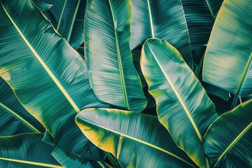 Wall Mural - Colorful aesthetic summer tropical banana's leaves background. Exotic plant leaves wallpaper.