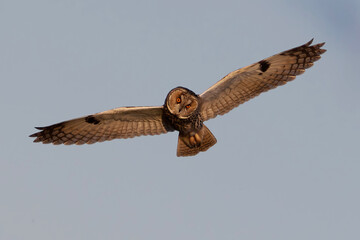 Sticker - Long-eared owl (Asio otus)