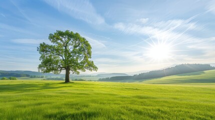 Wall Mural - a large tree stands in a lush green field with a bright sun shining down on it