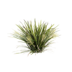 Wall Mural - 3d illustration of Lomandra hystrix bush isolated on transparent background