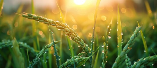 Sticker - Closeup of Dew-Covered Rice Plants at Sunset