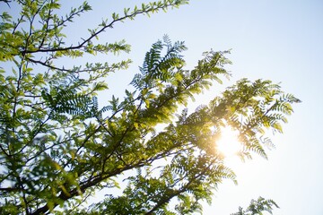 Wall Mural - Low angle shot of tree branches with green leaves on a sunny day in Villa Maria, Cordoba, Argentina