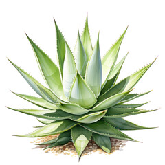 Wall Mural - a side view agave cactus cut out transparent background