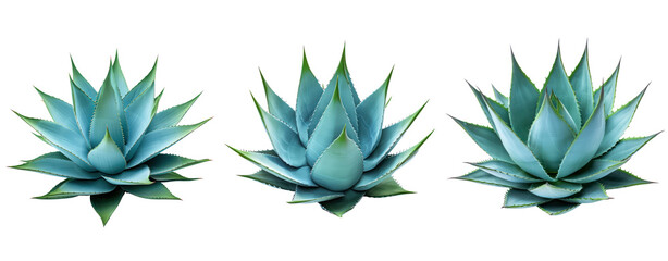 Wall Mural - side view agave cactus cut out set of three