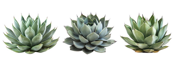 Wall Mural - side view agave cactus cut out set of three